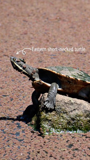 1K views · 21 reactions | Meet our water-loving buddies, the Eastern...