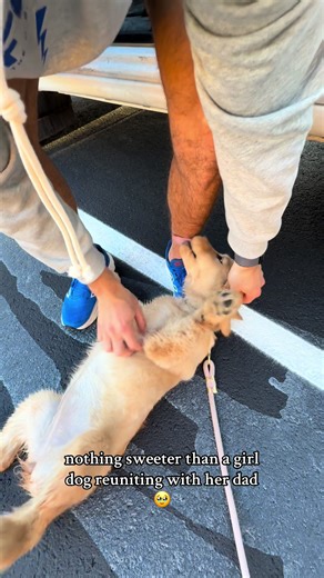 Heartwarming Reunion Between Girl Dog and Dad