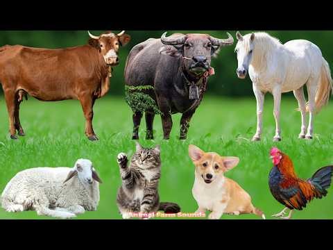 Cute Animal Sounds: Elephants, Horses, Cows, Sheep, Cats, Rabbits, Dogs, Monkeys – Animals Sounds