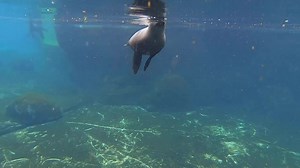 7.2K views · 363 reactions |  When sea lions swim, they propel themselves through the water using their front flippers, reaching speeds of 25 to 30 mph. Seals build speed with their rear flippers and by moving their lower body side-to-side in a sculling motion. They clock in at about 14 to 23 mph.  | Smithsonian’s National Zoo and Conservation Biology Institute | Facebook