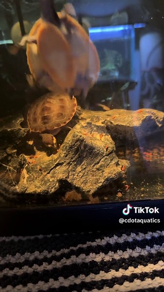Turtle Feeding Guide for a Thriving Aquarium