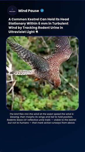 A kestrel locks its head within 6 mm in turbulent wind and sees urine in UV #shorts #nature