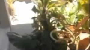 Old Trend in Aesthetic Mobile Videography