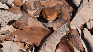 Fall is baby copperhead season in Tennessee: What hikers should watch out for.