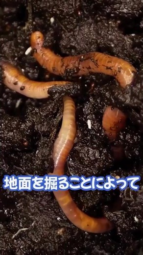 Earthworm trivia: how they cultivate soil and produce the best fertilizer #Biology #BiologyTrivia...