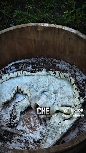 La sorprendente capacità della pelle di coccodrillo