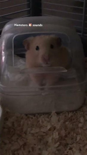 Hamsters 🐹 sounds❤️🥹😂