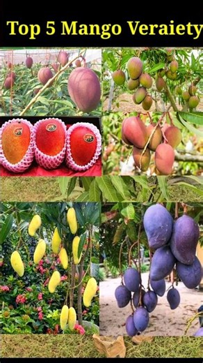 भारत की टॉप 5 आम की किस्में | Best Mango Varieties in India