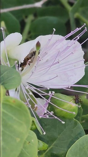 Kappar | Caper Bush | Capparis orientalis