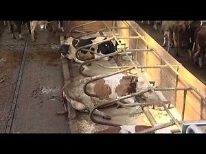 Farma roku 2009 - 2.místo - Farma rodiny Bůžkových