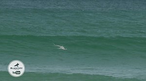 26K views · 580 reactions | Filmed a super rare albino blacktip shark!!! #blacktiph | BlacktipH | Facebook