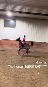 The Contrast of Dressage: Arabian vs. Percheron Horses