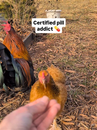 Buffy is the only chicken I've ever known who willingly and eagerly runs up to take pills! 🤣🥰❤️ . #petchickens #backyardchickens #chickensoftiktok #friendsnotfood #chickens