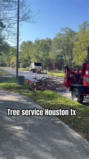 Servicio de árboles en el área de Houston tx