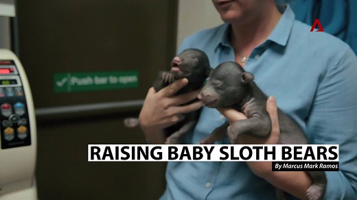 These vets work round the clock to rear two baby sloth bears by hand because their mother has been known to abandon or kill her cubs. | CNA