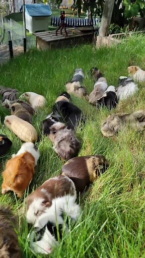 Exploring GuineaVale: A Funny Guinea Pigs Adventure