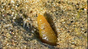 Underwater sea worm Nereis virens in clean and clear water. Mature larva of underwater sea worm Nereis virens, feeling of revulsion.