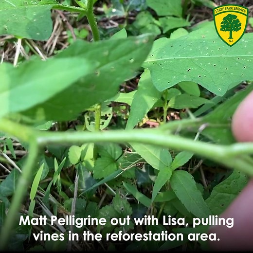 #NotesFromOurNaturalists Tomato Hornworm If you have a garden, then a common summer visitor (unwanted) is the tomato hornworm. Tomato hornworms are the larval stage of the five-spotted hawkmoth. These caterpillars are big, green and have a little pointy tail like a dachshund dog. After gorging themselves on your poor tomato plants, the larvae burrow into the ground to pupate over the winter in their protective cocoons before emerging as moths to start the cycle. Before gardeners planted tomatoes