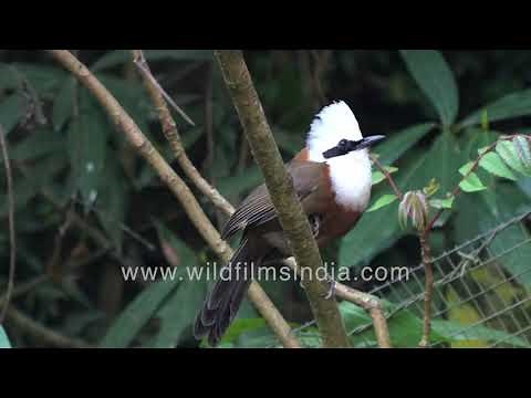 White-crested Laughing Thrush a cheery bird with deeply sonorous call, resonates in Himalaya valleys