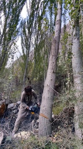 Powerful Chainsaw Tree Cutting | Satisfying Wood Split #treecutting #chainsawpower
