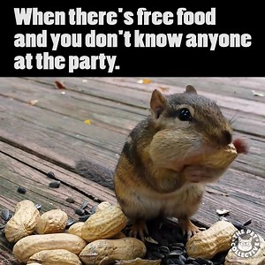 ACCURATE. | The Pet Collective