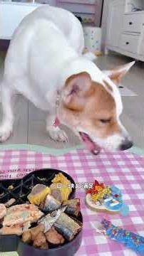 The Puppy's Planet Cup#pet #asmr #puppy #dog_eating #dogfood