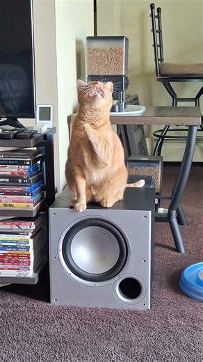Orange cat discovers bug on the ceiling
