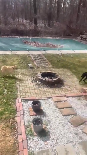 2.9K views · 55 reactions | Importance of matching a dog to their...