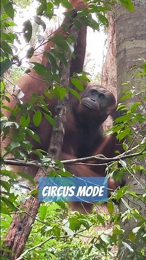 ACROBATICS IN THE WILD | sopy zayus #shorts