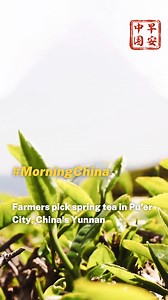 129K views · 80 reactions | Let's take a look at the farmers diligently harvesting spring tea in Pu'er City, southwest China's Yunnan Province. #MorningChina | CGTN | Facebook
