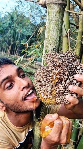 Method of collecting honey from the hive #camping #bushcraft #survival #outdoors #SurvivalBogura