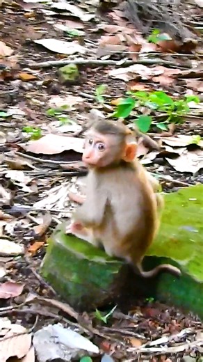 2.3K views · 59 reactions | The little baby monkey is looking for food to eat while her mom doesn't give her enough milk | Monkey Magic | Facebook