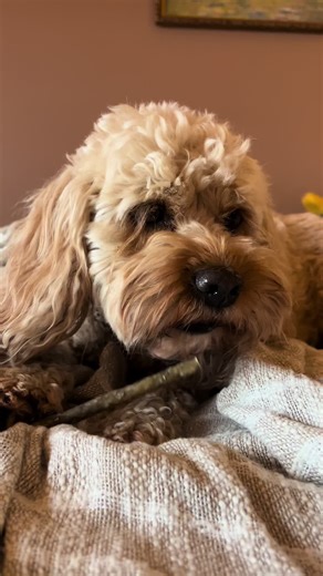 Happy days 🐶 #cavapoo #dogsoftiktok #fluffydog #cavapoosoftiktok