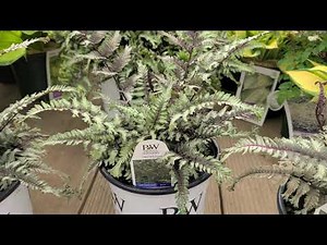 Athyrium 'Crested Surf' (Japanese Painted Fern) // A COLORFUL, POPULAR and VERY UNUSUAL fern.