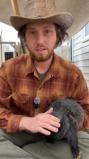 Rabbit math is crazy. Comment “RABBITS” to get my self-sufficient meat rabbits video course #fypシ | Rupert Hazelton