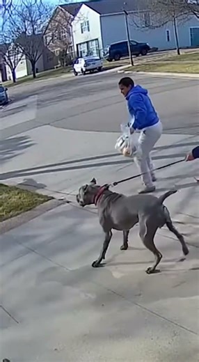 Security Cam Captures Intense Dog Fight in Peaceful Suburban U S Block #viral #pitbull #crazy