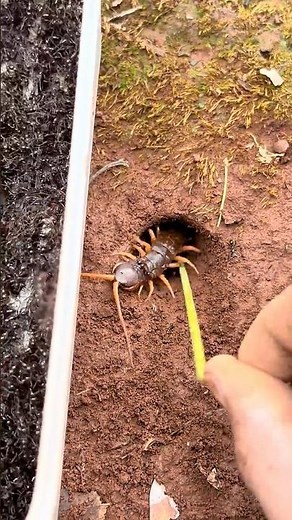 Amazon centipede VS Clever venomous ants
