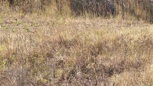 2.4K views · 4 comments | Tom Williams on Reels | Facebook