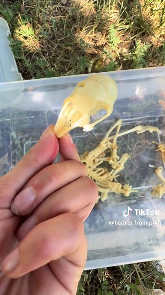 Cleaning Bunny Bones: A Step-by-Step Guide