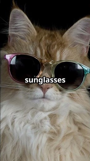 5 Amazing Cat Behaviors You’ve Never Noticed! - Why Do Cats Knead? - Fun Point