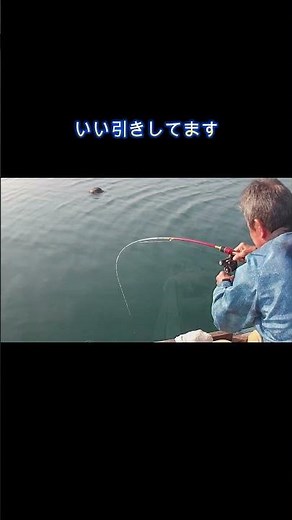 (筏釣り)４５ｃｍチヌをゲットしました【チヌじぃー】#筏釣り#かかり釣り#チヌ#黒鯛#田畑渡船#shorts