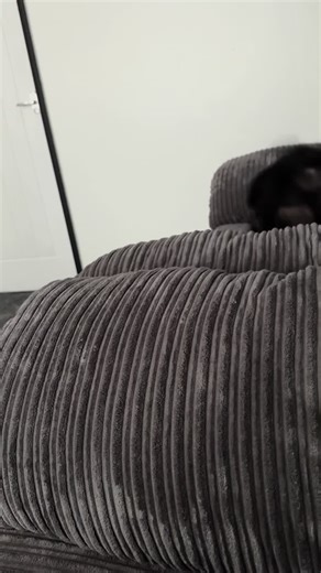 Crazy puppy 🐶 #fyp #crazy #zoomies #puppylife #puppysoftiktok #puppydog #staffycross #puppiesottiktok #dogsoftiktok @James Cross