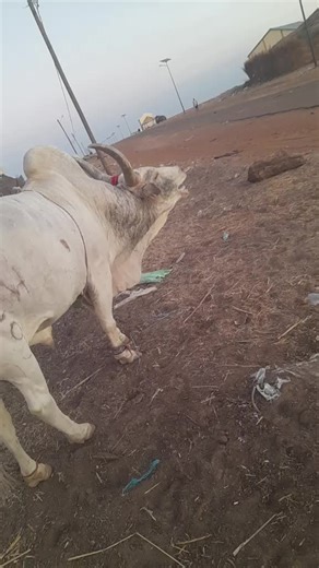 Vidéos de gyhhd (@gyhhd5) avec son original - Music Spot 🇸🇳