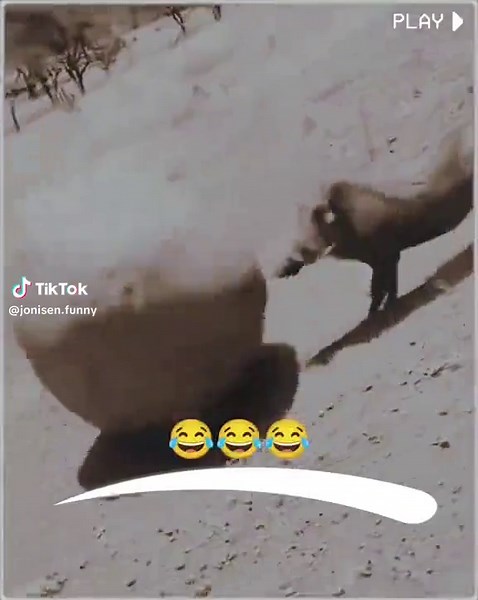 Balli Bot Magos: Trending Tech Magic and Smart Bots