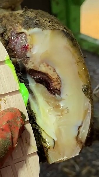 PEELING a COW's HOOF APART! #hoofrestoration #animals #calming #farming