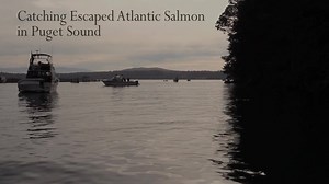 98K views · 543 reactions | Washington Department of Fish & Wildlife on Reels | Facebook