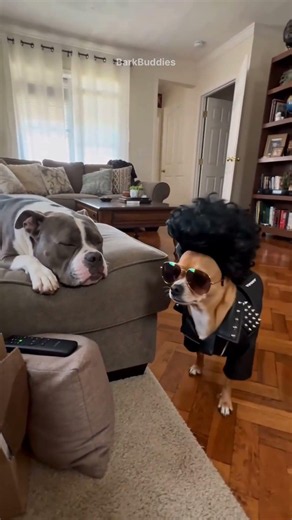 Funny Chihuahua Fashion Compilation 😂 #chihuahua #funnydogs #funny #shortsfeed #viralshort