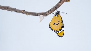 Danaus Chrysippus Butterfly Emerging from Chrysalis Speed Up. birth hatching 4K timelapse