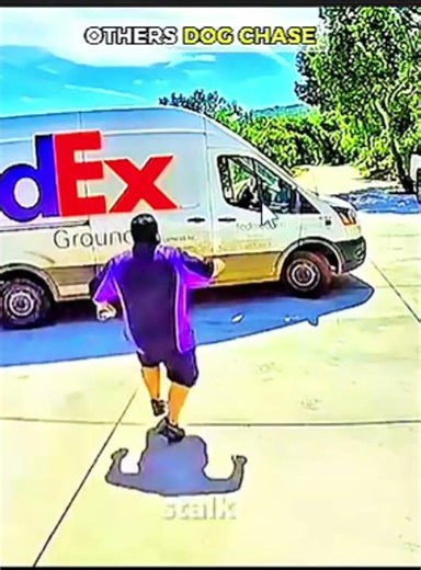 D'autres poursuites de chien #shorts