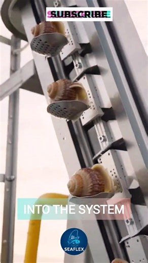 How Oysters Are Harvested & Packaged at Sea | Inside a Massive Industrial Ship #fishprocessing